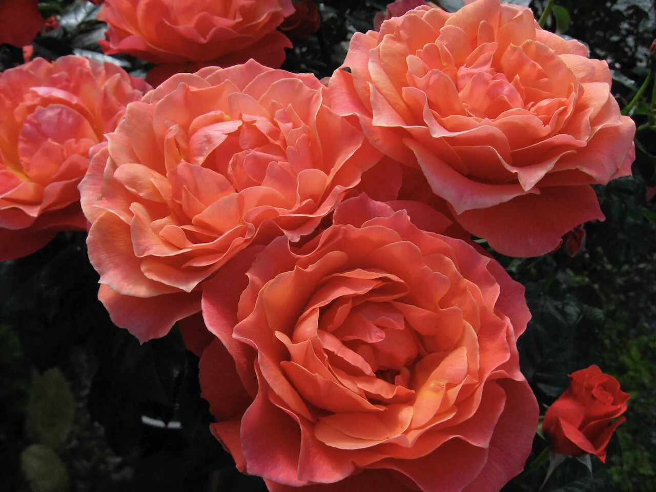 Living Easy — Select Roses